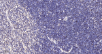 CBF beta Antibody in Immunohistochemistry (Paraffin) (IHC (P))