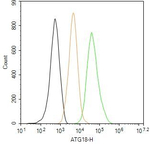 WIPI1 Antibody in Flow Cytometry (Flow)
