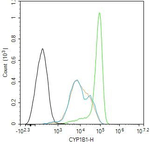CYP1B1 Recombinant Rabbit Monoclonal Antibody (9D2)