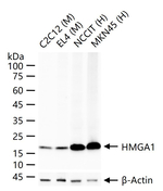 HMGA1 Antibody in Western Blot (WB)