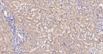 C4BPB Antibody in Immunohistochemistry (Paraffin) (IHC (P))