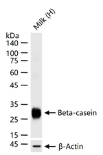 Beta-casein Antibody in Western Blot (WB)