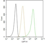 UAP1 Antibody in Flow Cytometry (Flow)