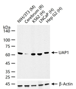 UAP1 Recombinant Rabbit Monoclonal Antibody (3A4)