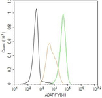 ADAP Antibody in Flow Cytometry (Flow)