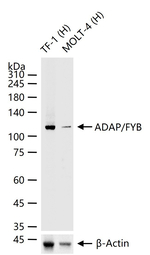 ADAP Antibody in Western Blot (WB)