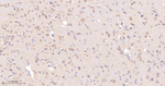 PP1 beta Antibody in Immunohistochemistry (Paraffin) (IHC (P))