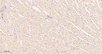 PP1 beta Antibody in Immunohistochemistry (Paraffin) (IHC (P))