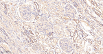 PP1 beta Antibody in Immunohistochemistry (Paraffin) (IHC (P))