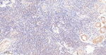PP1 beta Antibody in Immunohistochemistry (Paraffin) (IHC (P))