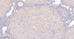 PP1 beta Antibody in Immunohistochemistry (Paraffin) (IHC (P))