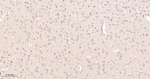 PP1 beta Antibody in Immunohistochemistry (Paraffin) (IHC (P))