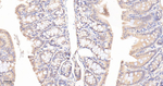 PP1 beta Antibody in Immunohistochemistry (Paraffin) (IHC (P))