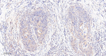 PP1 beta Antibody in Immunohistochemistry (Paraffin) (IHC (P))