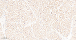 PP1 beta Antibody in Immunohistochemistry (Paraffin) (IHC (P))