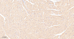 PP1 beta Antibody in Immunohistochemistry (Paraffin) (IHC (P))
