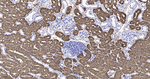 FBP1 Recombinant Rabbit Monoclonal Antibody (5E8)