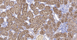 FBP1 Antibody in Immunohistochemistry (Paraffin) (IHC (P))