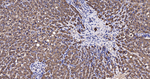 FBP1 Antibody in Immunohistochemistry (Paraffin) (IHC (P))
