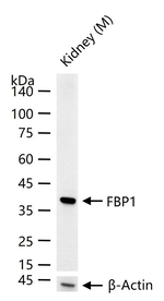 FBP1 Antibody in Western Blot (WB)