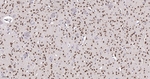 SRSF3 Antibody in Immunohistochemistry (Paraffin) (IHC (P))