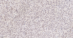 SRSF3 Antibody in Immunohistochemistry (Paraffin) (IHC (P))