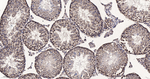 SRSF3 Antibody in Immunohistochemistry (Paraffin) (IHC (P))