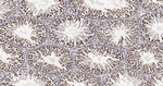 SRSF3 Antibody in Immunohistochemistry (Paraffin) (IHC (P))