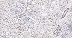 SRSF3 Antibody in Immunohistochemistry (Paraffin) (IHC (P))