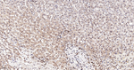 SRSF3 Antibody in Immunohistochemistry (Paraffin) (IHC (P))