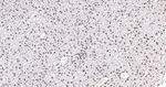 SRSF3 Antibody in Immunohistochemistry (Paraffin) (IHC (P))