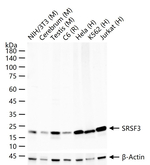 SRSF3 Antibody in Western Blot (WB)