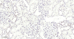 METTL3 Antibody in Immunohistochemistry (Paraffin) (IHC (P))