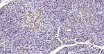 METTL3 Antibody in Immunohistochemistry (Paraffin) (IHC (P))