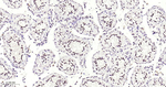 METTL3 Antibody in Immunohistochemistry (Paraffin) (IHC (P))