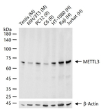 METTL3 Antibody in Western Blot (WB)