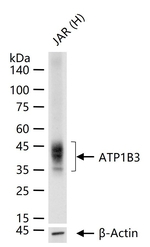 CD298 Antibody in Western Blot (WB)