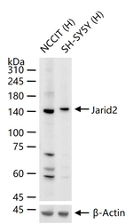 JARID2 Recombinant Rabbit Monoclonal Antibody (6E4)