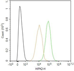 HIPK2 Antibody in Flow Cytometry (Flow)