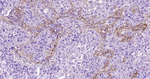 Fibronectin Antibody in Immunohistochemistry (Paraffin) (IHC (P))