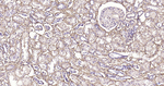 Fibronectin Antibody in Immunohistochemistry (Paraffin) (IHC (P))