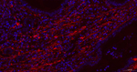 Fibronectin Recombinant Rabbit Monoclonal Antibody (11G3)