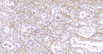 Fibronectin Antibody in Immunohistochemistry (Paraffin) (IHC (P))