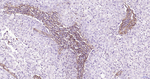 Fibronectin Antibody in Immunohistochemistry (Paraffin) (IHC (P))