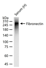 Fibronectin Antibody in Western Blot (WB)