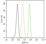 EHD1 Antibody in Flow Cytometry (Flow)