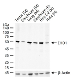 EHD1 Antibody in Western Blot (WB)