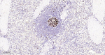 HAT1 Antibody in Immunohistochemistry (Paraffin) (IHC (P))