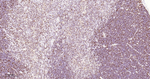 HAT1 Antibody in Immunohistochemistry (Paraffin) (IHC (P))