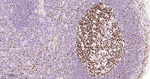 HAT1 Antibody in Immunohistochemistry (Paraffin) (IHC (P))